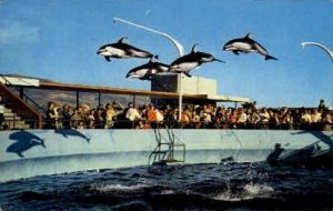 High Flying Dolphins - Marineland, California CA  