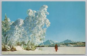 Alaska~Winter View~Man by Frozen Trees~Vintage Postcard
