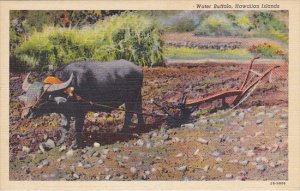 Water Buffalo and Plow Hawaiian Islands Curteich