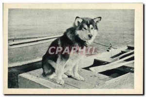 Postcard Old Dog Dogs Dog Spat head of the & # 39attelage Mary & # 39s Igloo ...