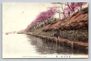 Cherry Blossom at Mukojima  Tokyo  Japan  Postcard