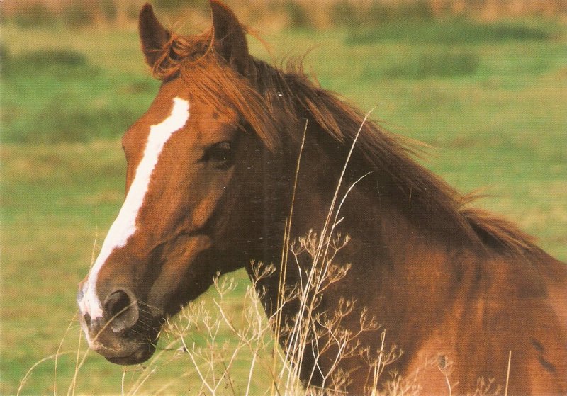 Horse. Head Modern English Postcard. Continental size