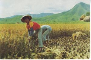 China Harvest Season Workers In Field People's Republic Of China Postcard D4