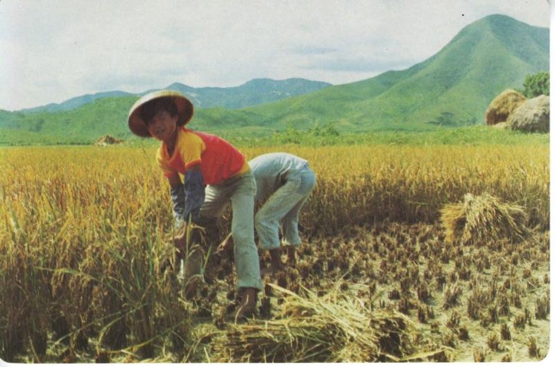 China Harvest Season Workers In Field People's Republic Of China Postcard D4