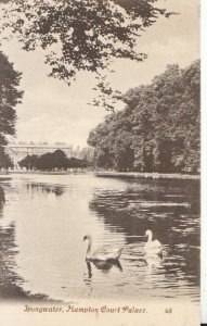 Middlesex Postcard - Longwater - Hampton Court Palace - Ref TZ5586