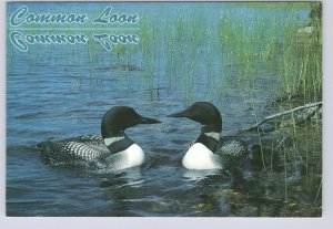 Common Loon With Young, Chrome Postcard