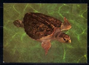 Loggerhead Turtle