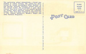 LPD24   Chicken Dancing Delma's Dance Hall    Postcard