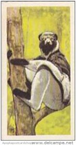 Brooke Bond Vintage Trade Card Wildlife In Danger 1963 No 5 Indri