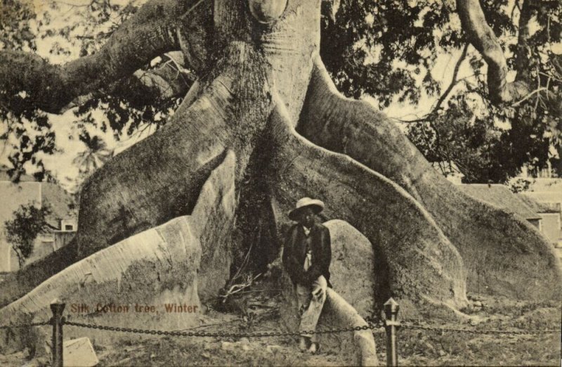 bahamas, NASSAU, Silk Cotton Tree (1900s) Postcard