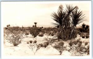 RPPC  NEW MEXICO, NM   The Open Range  Highway 80  Frasher c1930s-40s Postcard 