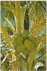 Coconuts & Blossoms On A Coconut Palm, Florida, Vintage 1980 Chrome Postcard