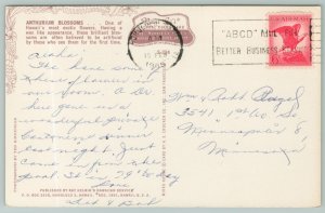 Honolulu Hawaii~Anthurium Blossoms~Standard Chrome Postcard