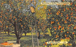 Harvesting a Golden Crop of Oranges Florida, USA Fruit Assorted Unused 