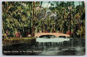 Magnolia Gardens On The Ashley Charleston South Carolina River Scene Postcard