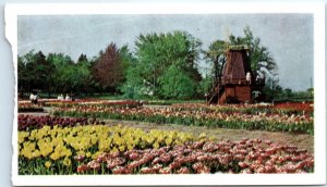 Postcard - Tulip Time in Holland, Michigan