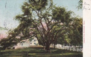 Maine Kennebunkport The Lafayette Tree 1905