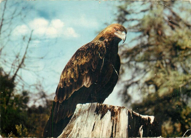 Animals Postcard eagle on tree top