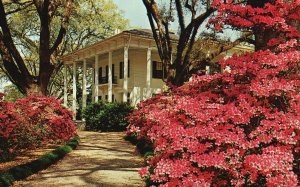 Vintage Postcard Mitchell Home Spring Hill Avenue Mobiles Azalea Trail Alabama