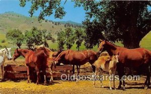 Horse Ranch Free Lance Photographers Guild, Inc Unused 