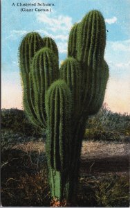 A Clustered Sahuaro Giant Cactus Arizona Vintage Postcard C217