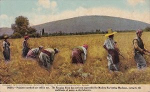 India Laborers Harvesting Using Reaping Hook International Harvester Company ...