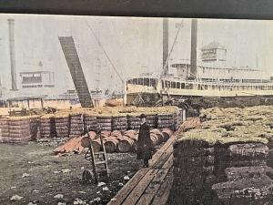 Postcard Hand Tinted View of  Cotton Wharf in New Orleans, LA.   X3