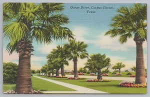 Linen~Palm Lined Ocean Drive Corpus Christi Texas~Vintage Postcard
