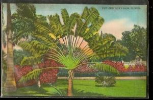 USA Travellers Palm Florida Linen Postcard /
