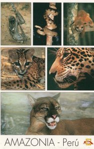 Amazonia Peru Forest Deadly Snake Cat Tiger Monkey Postcard