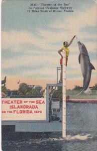 Florida Islamorada Jumping Porpoise At Theatre Of The Seas In The Florida Key...