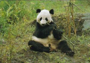 Giant Panda Bear