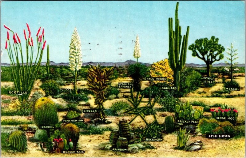 Vintage Postcard VARIETIES OF DESERTVEGETATION New Mexico Cactus JV7