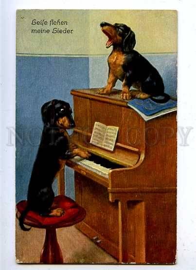 183543 Dachshund dog play piano and sing Vintage postcard