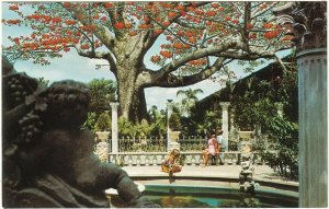 Kapok Tree, Kapok Tree Inn, Clearwater, Florida, Vintage Chrome Postcard