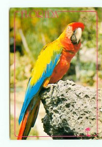 Macaw Parrots Parrot Jungle Miami Florida