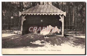 Postcard Old Lyon Park Tete d & # 39or The White Pelicans