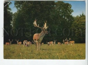 441168 Germany 1978 Sigmaringen Zoo elk RPPC special cancellation advertising