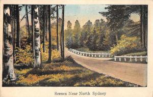 North Sydney Greetings Scenic Drive Antique Postcard J76620
