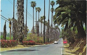 Beautiful Palm Lined Victoria Ave Riverside California