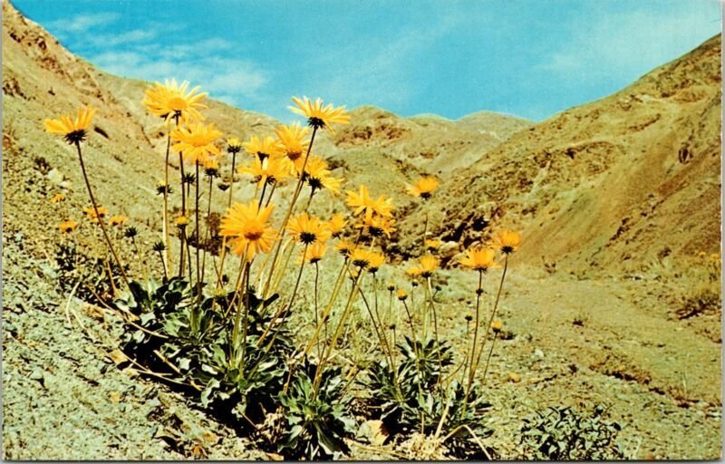 Panamint Daisy Death Valley Panamint Mountains Postcard UNP VTG Dexter Unused