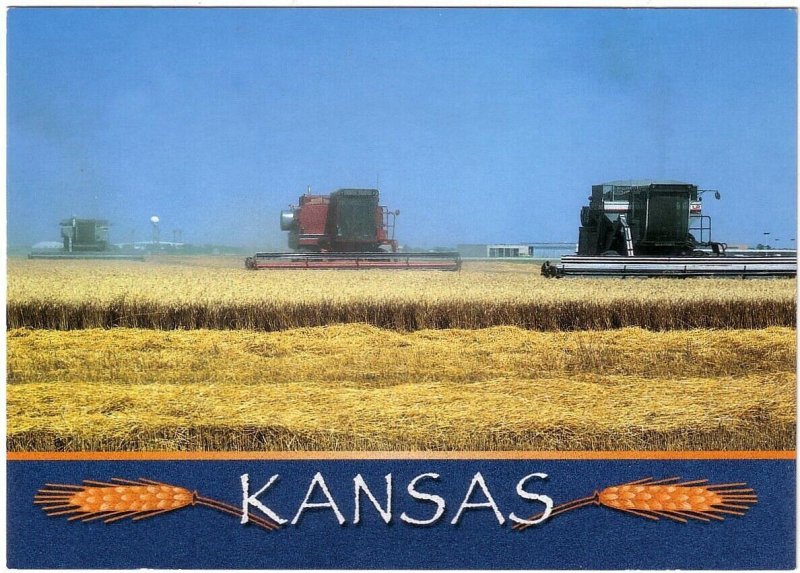 Harvesting Amber Fields Of Grain, Kansas, Chrome Postcard