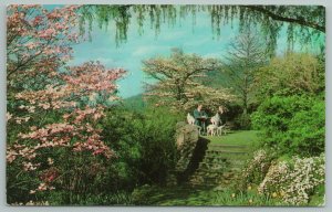 Roanoke Virginia~Dogwood In Bloom~Fishburn Gardens~Vintage Postcard