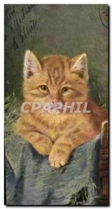 Old Postcard Cat Cats Kitten