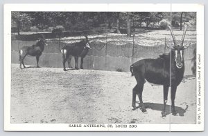 B&W View Of The Sable Antelope @ St Louis Zoo~Moated Yards~By Water Hole~c1947
