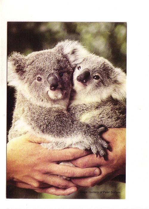 Koala and Cub, Their Future is in Our Hands, Adopt, Australia 