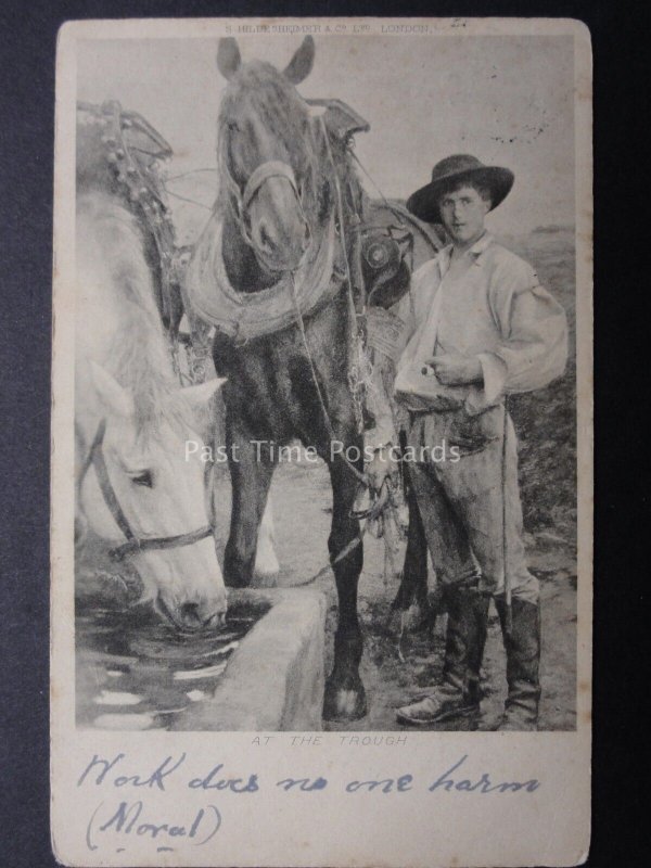 SHIRE HORSES AT THE TROUGH c1903 UB to Belle Acre of Belper by S. Hildesheimer