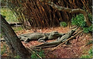 Vtg Avery Island Louisiana LA Alligators Jungle Gardens 1950s View Postcard