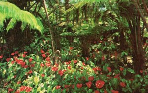 Postcard Red Anthuriums Most Popular of All Hawaii's Exotic Blossoms Hawaii HI