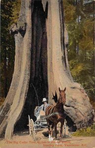 Horse Buggy at Big Ceder Tree Stanley Park Vancouver BC Canada 1910c postcard